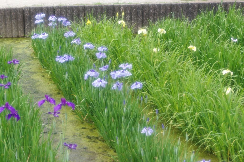 今年の菖蒲