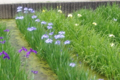 今年の菖蒲
