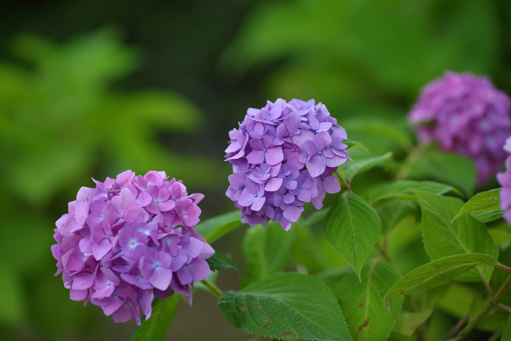 紫陽花