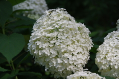 白紫陽花