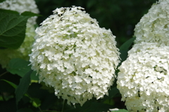 白紫陽花