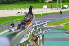 後ろの鳩「俺写ってる？」