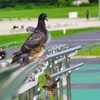 後ろの鳩「俺写ってる？」