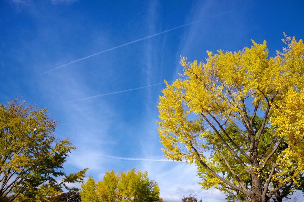 飛行機雲