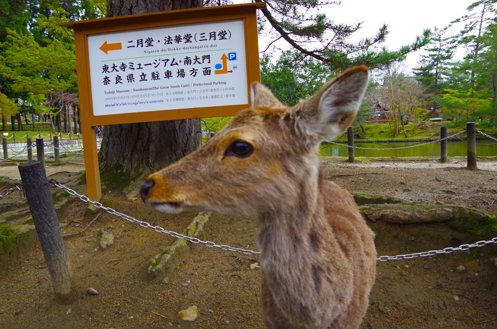 あっちむいてホイ