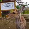 あっちむいてホイ