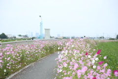 コスモス