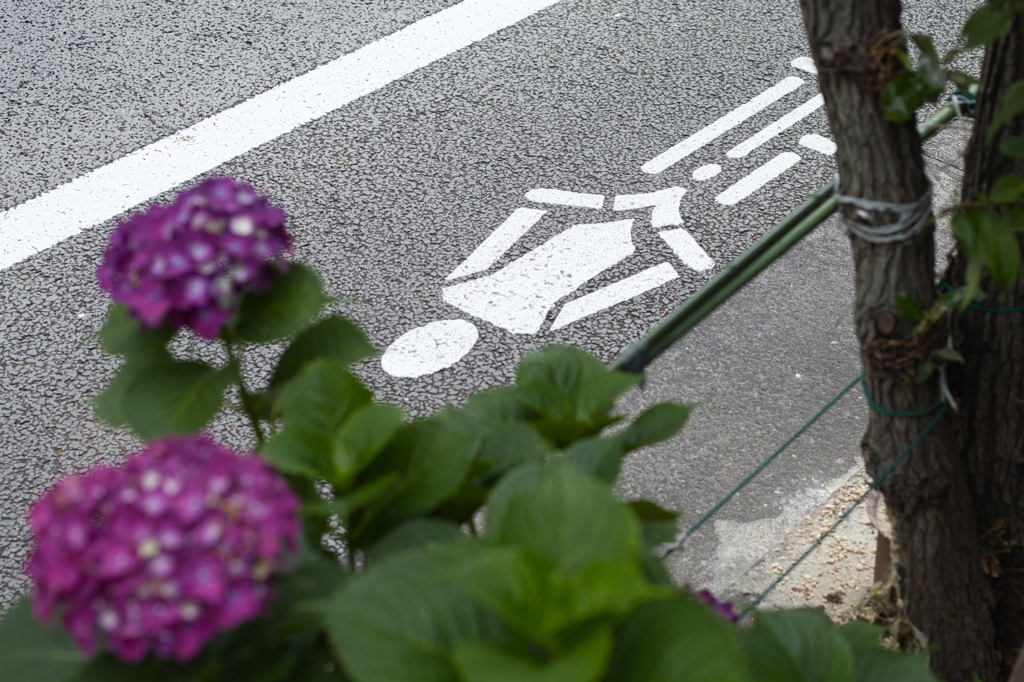 自転車マークwith紫陽花