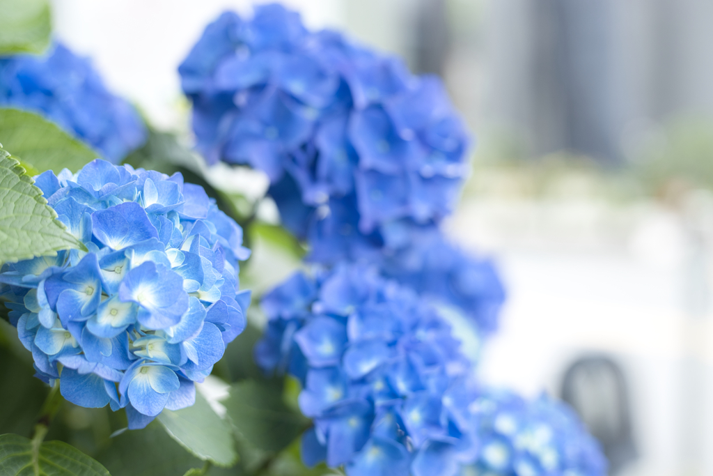 紫陽花（青）（横）