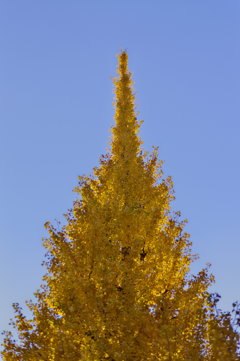autumn tree