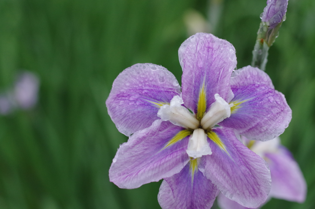 花菖蒲