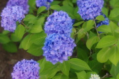 今年の紫陽花