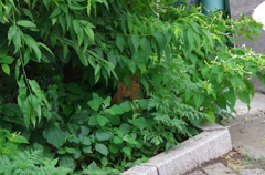 あなたには見えるだろうか