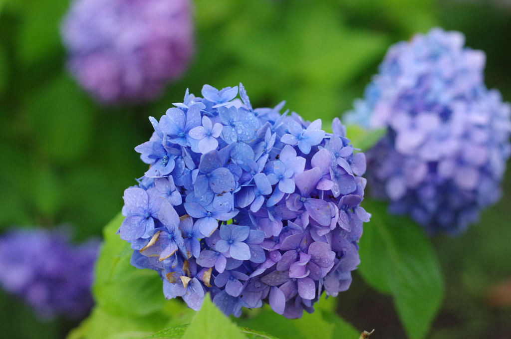 紫陽花