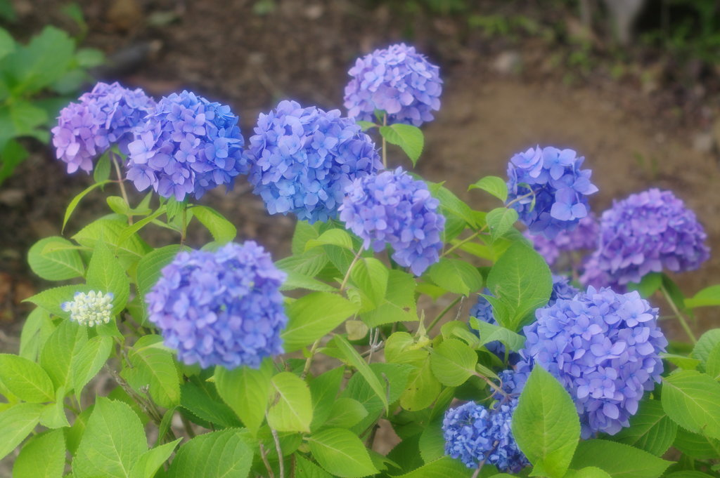 今年の紫陽花