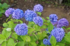 今年の紫陽花