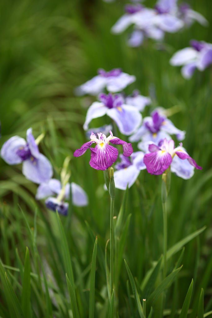 花菖蒲