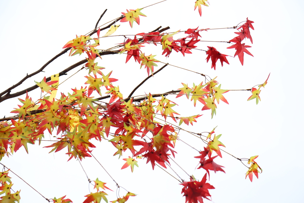 Maple