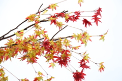 Maple
