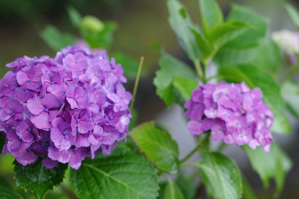 紫陽花