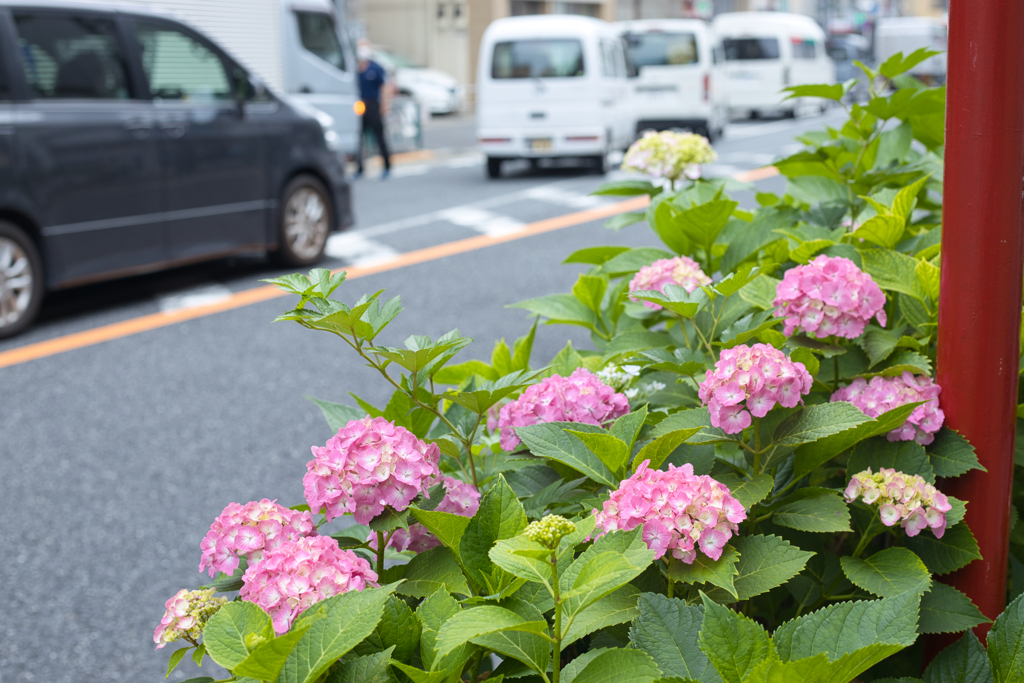 道端あじさい