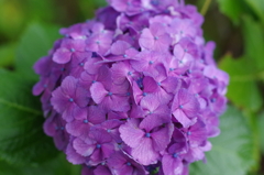 紫陽花