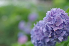 紫陽花