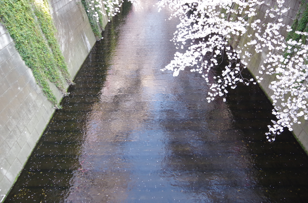空と桜