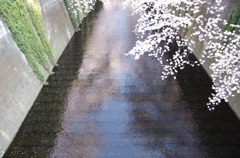 空と桜
