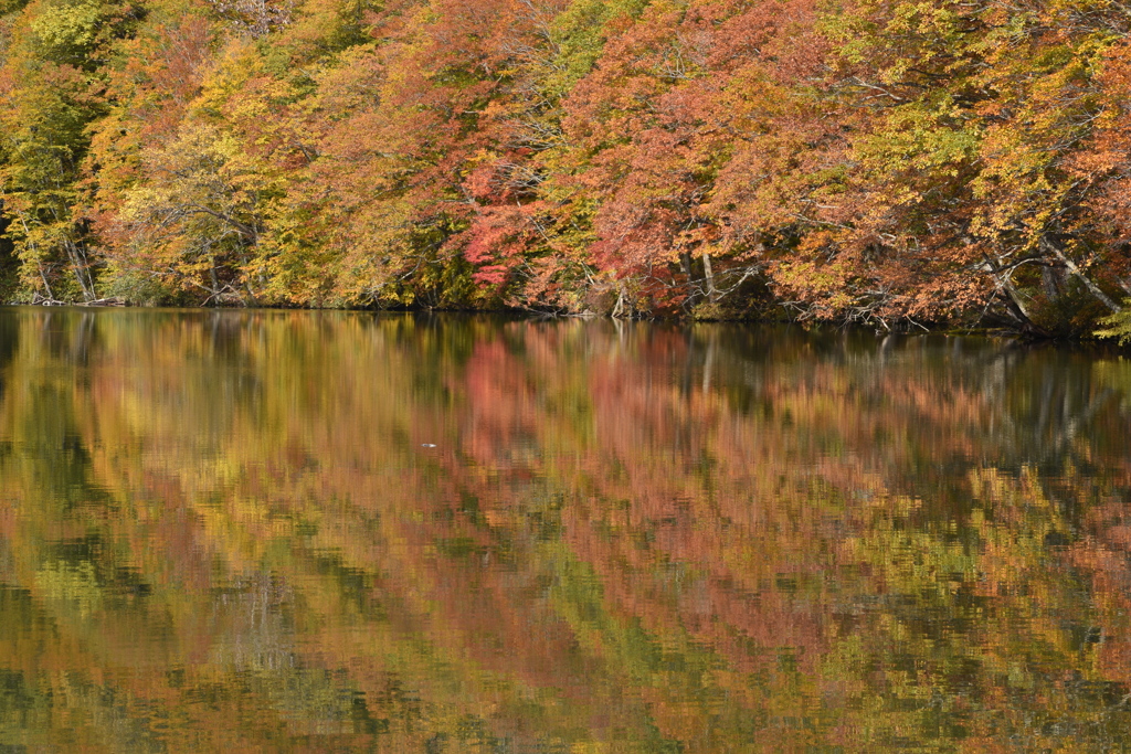 蔦沼の紅葉II