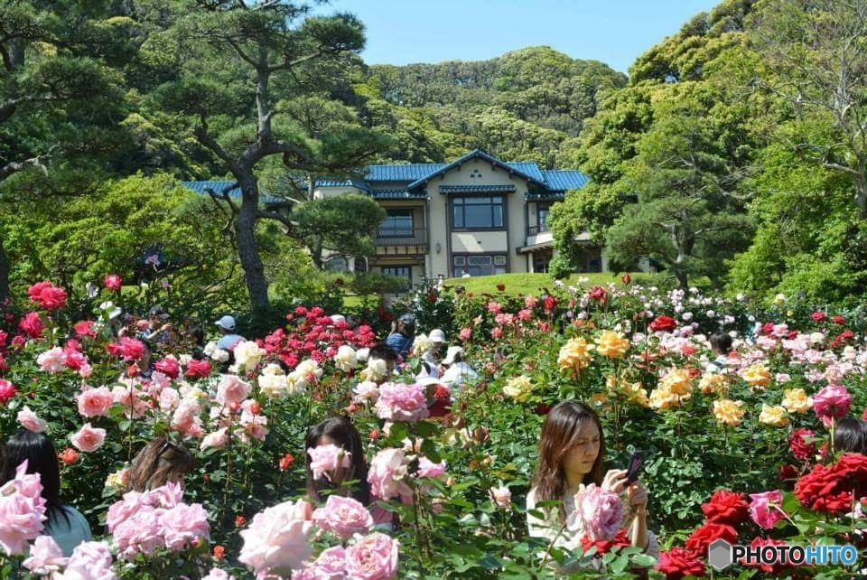 バラの楽園