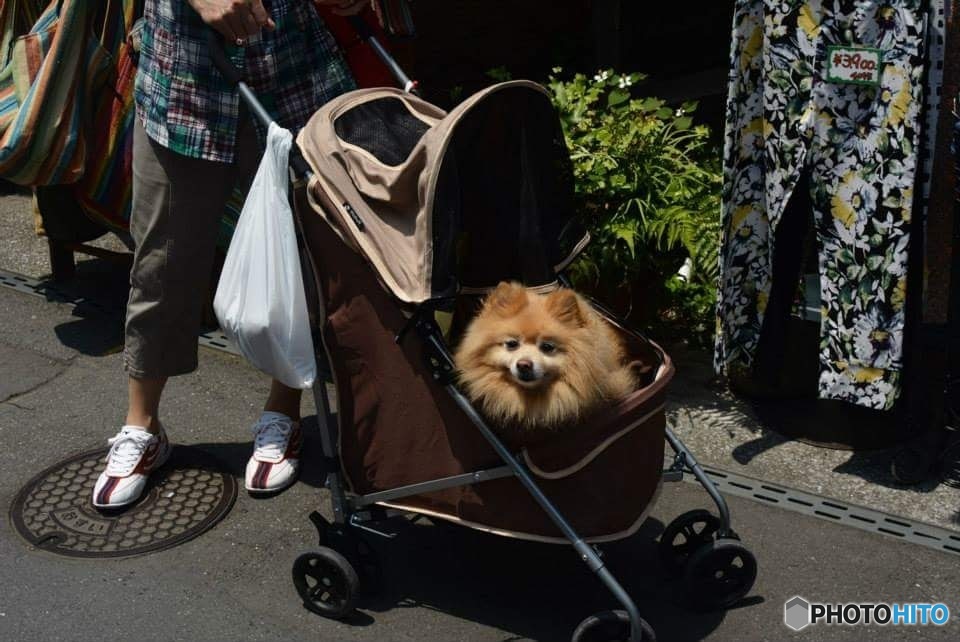 ひょっこり