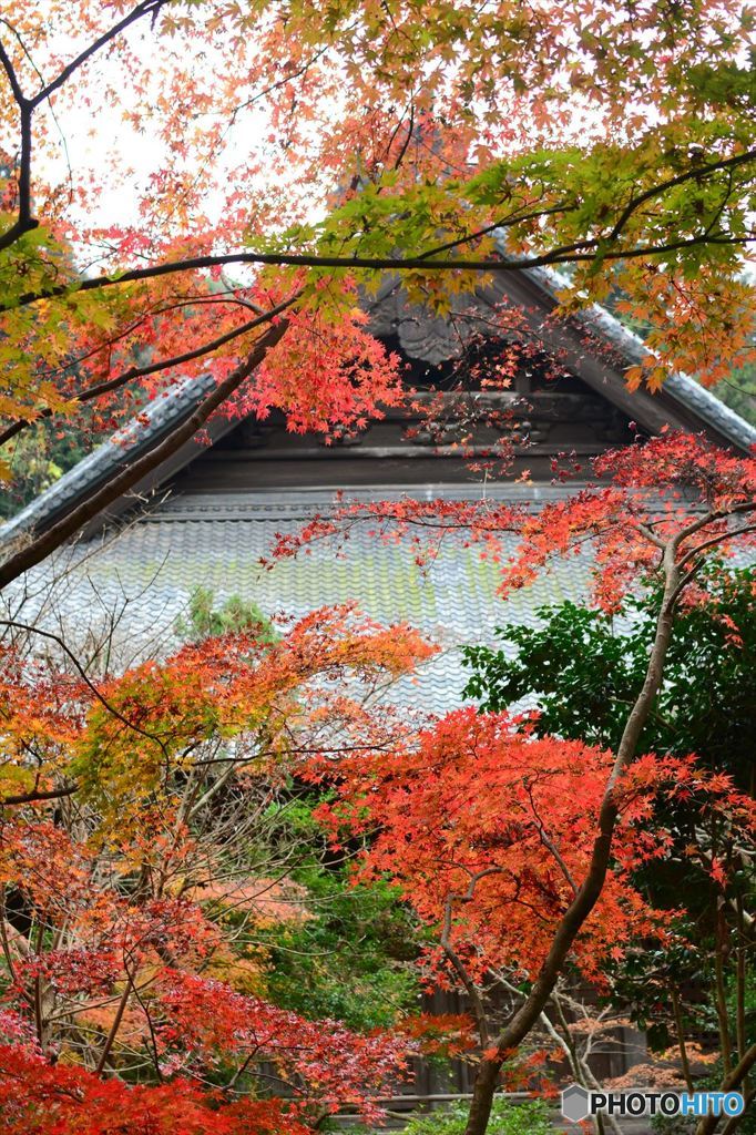 浄妙寺の紅葉