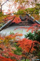 浄妙寺の紅葉