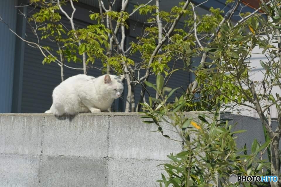 日向ぼっこ