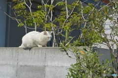 日向ぼっこ