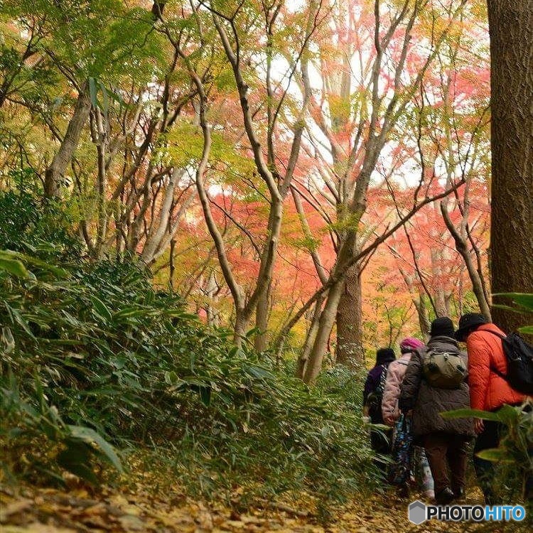 獅子舞の紅葉