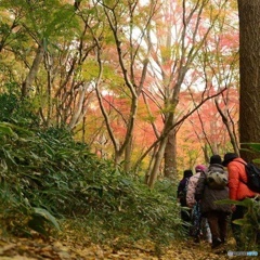 獅子舞の紅葉