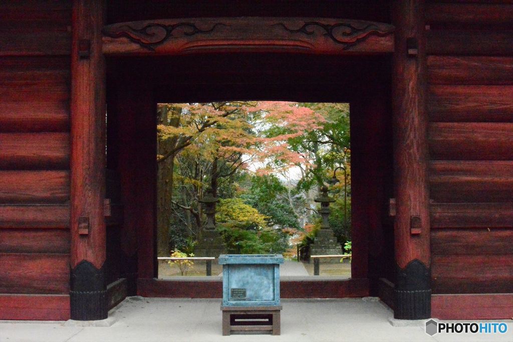 赤門越しの紅葉