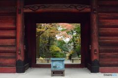 赤門越しの紅葉