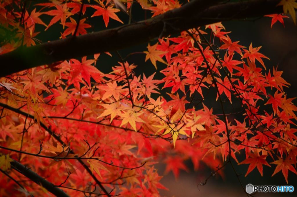 妙本寺の紅葉2