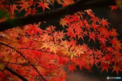 妙本寺の紅葉2