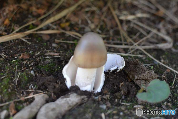 殻が向けた