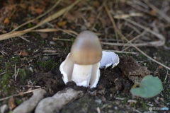 殻が向けた