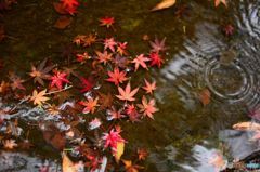 紅葉と波紋（明）