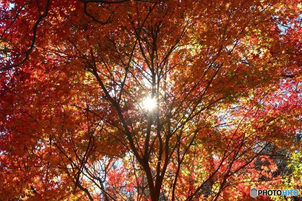 日の丸紅葉編