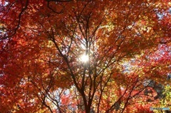 日の丸紅葉編