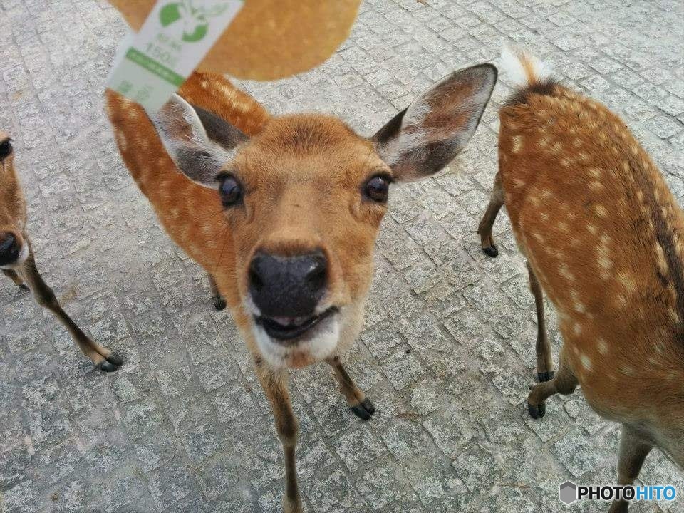 鹿せんべえおくれ！