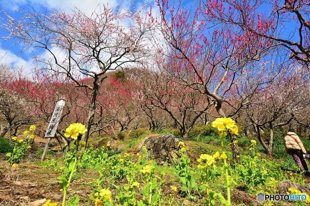 湯河原梅祭り