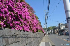 ツツジの果て